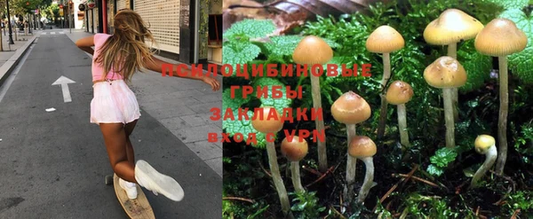 прущие грибы Балахна