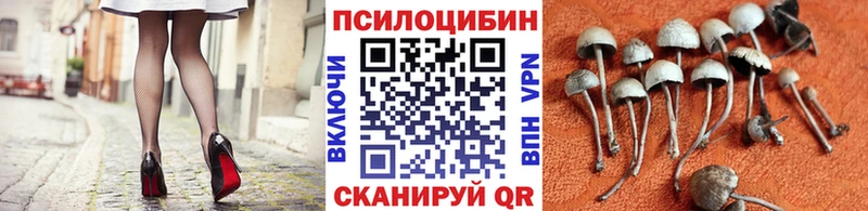 Галлюциногенные грибы Psilocybe Гремячинск